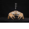 Real Crab Specimen Display Handcrafted Natural Collector Decor With Custom Options 6