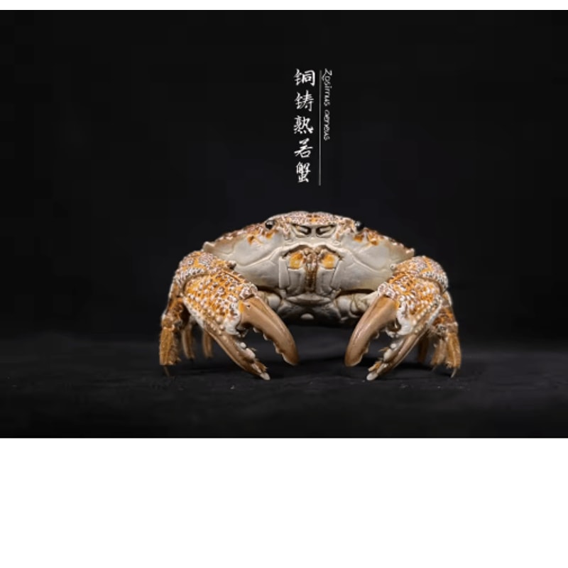Real Crab Specimen Display Handcrafted Natural Collector Decor With Custom Options 6