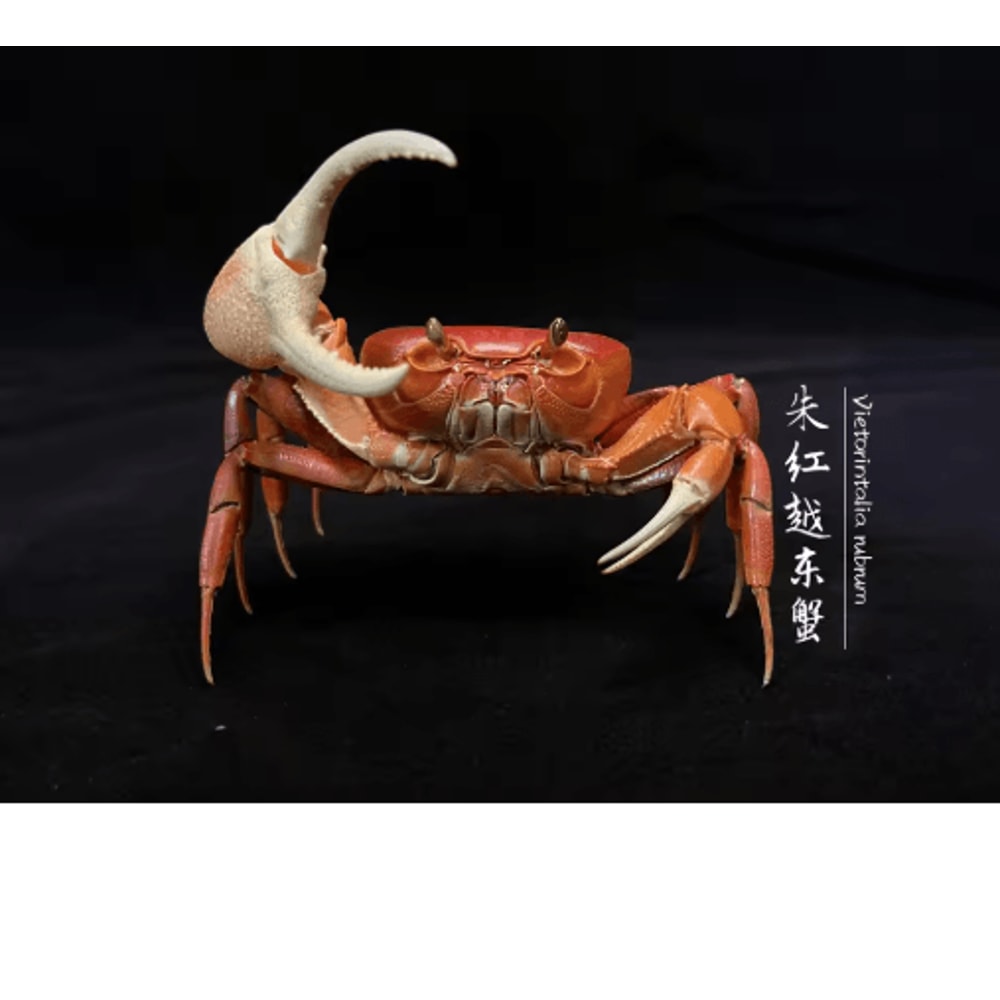 Real Crab Specimen Display Handcrafted Natural Collector Decor With Custom Options 7