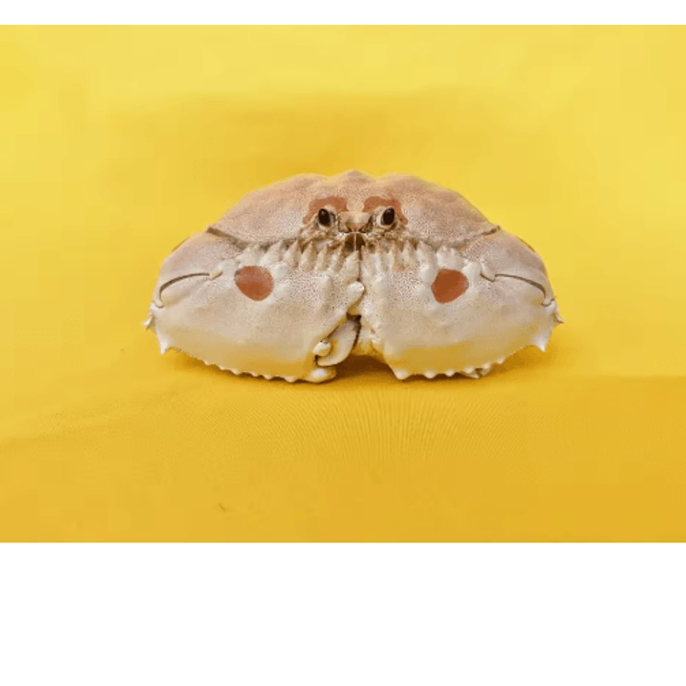 Real Crab Specimen Display Handcrafted Natural Collector Decor With Custom Options 8