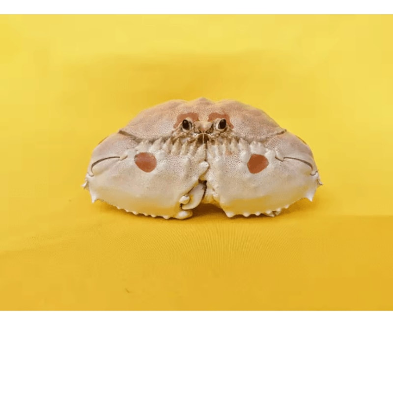 Real Crab Specimen Display Handcrafted Natural Collector Decor With Custom Options 8