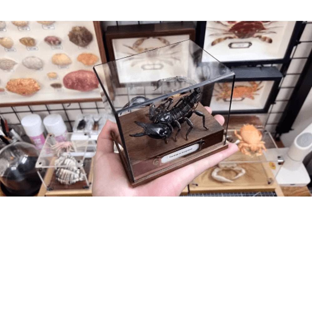 Real Crab Specimen Display Handcrafted Natural Collector Decor With Custom Options 9