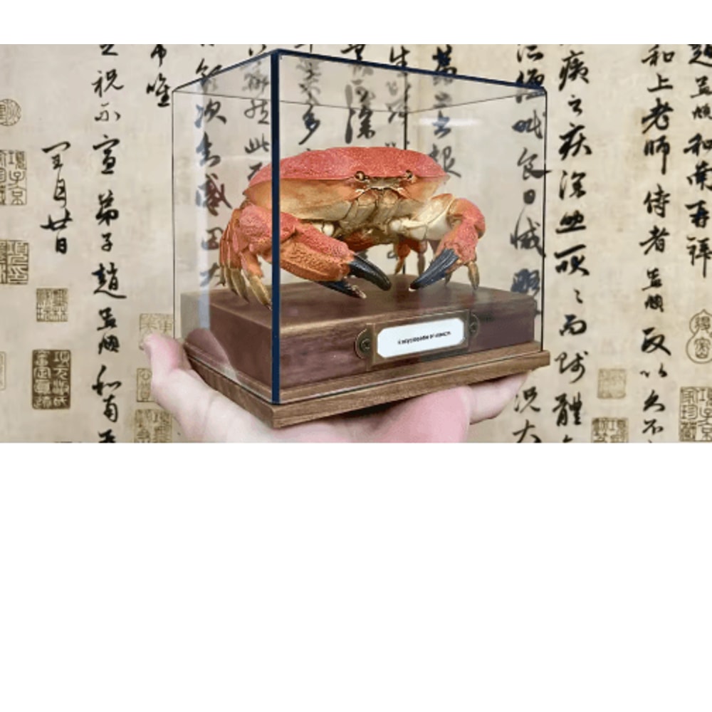 Real Crab Specimen Display Handcrafted Natural Collector Decor With Custom Options 13