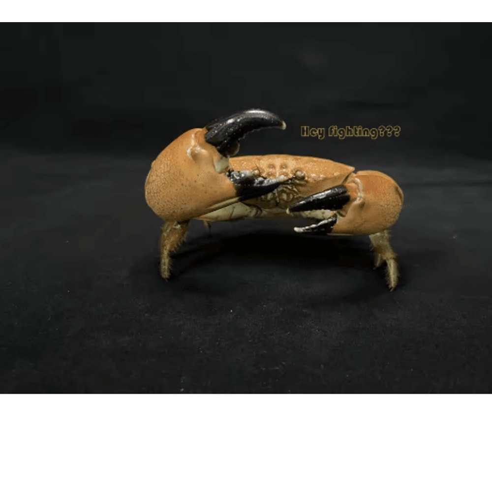 Real Crab Specimen Display Handcrafted Natural Collector Decor With Custom Options 14