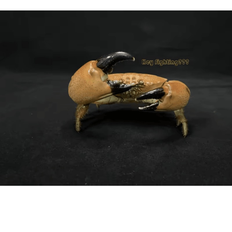 Real Crab Specimen Display Handcrafted Natural Collector Decor With Custom Options 14