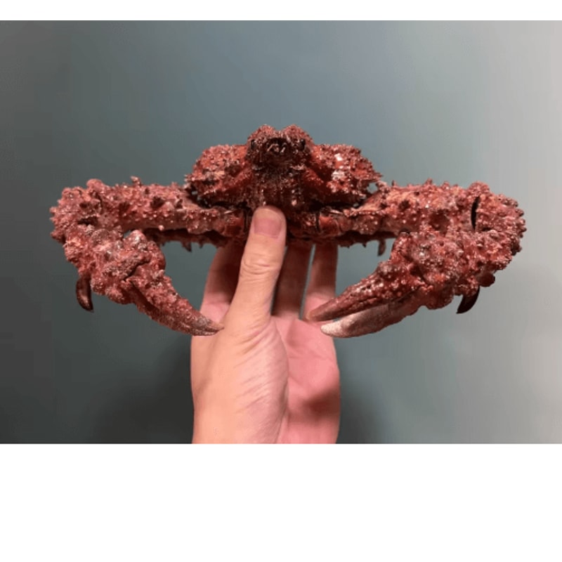 Real Crab Specimen Display Handcrafted Natural Collector Decor With Custom Options 16