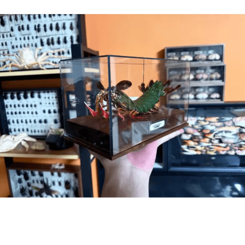 Real Crab Specimen Display Handcrafted Natural Collector Decor With Custom Options 17