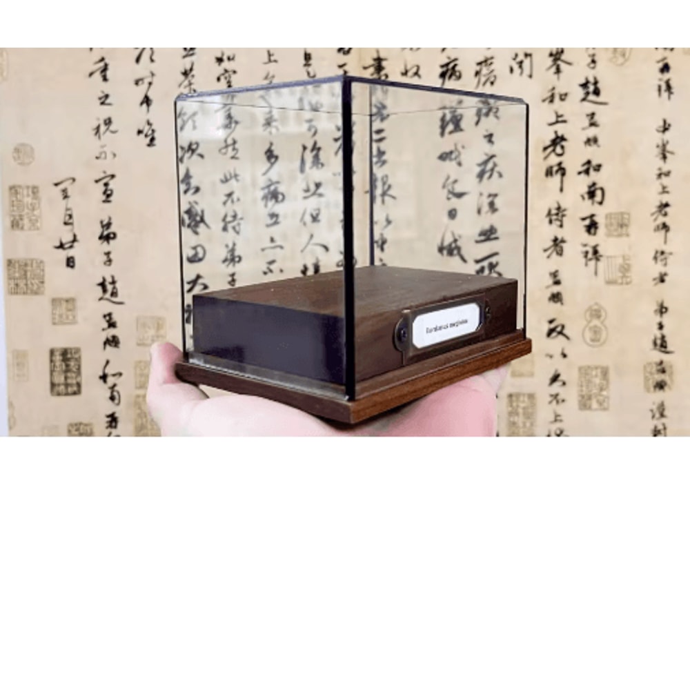 Real Crab Specimen Display Handcrafted Natural Collector Decor With Custom Options 18