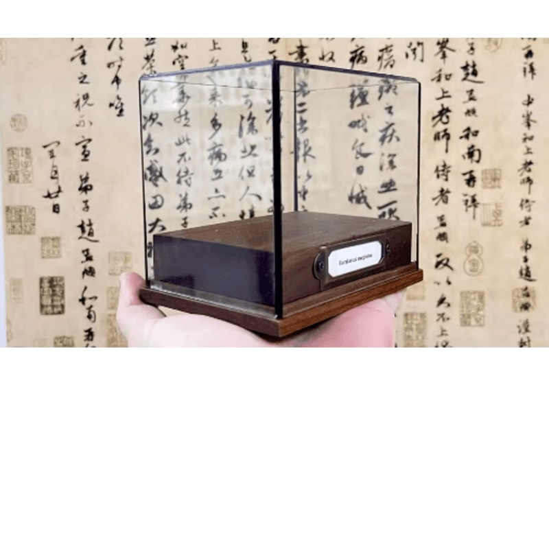 Real Crab Specimen Display Handcrafted Natural Collector Decor With Custom Options 18