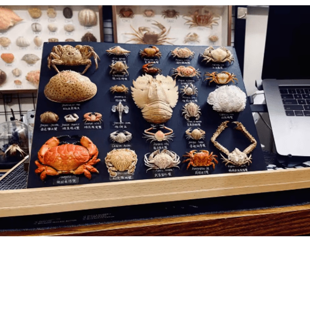 Real Crab Specimen Display Handcrafted Natural Collector Decor With Custom Options 19