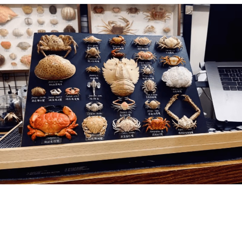 Real Crab Specimen Display Handcrafted Natural Collector Decor With Custom Options 19