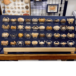 real crab specimen display – handcrafted natural collector decor with custom options