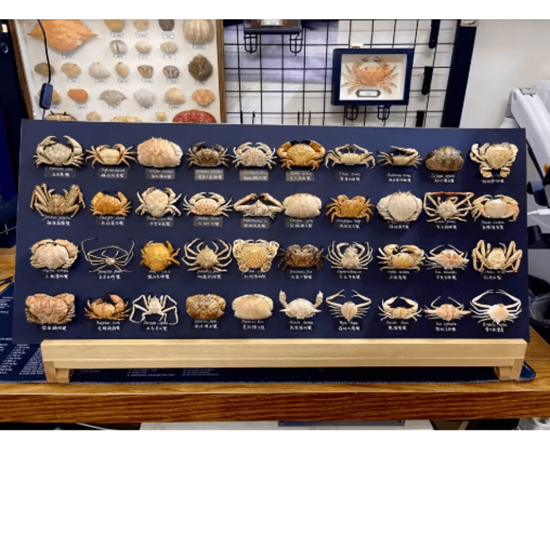 Real Crab Specimen Display Handcrafted Natural Collector Decor With Custom Options 0
