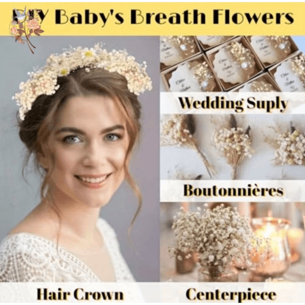 BloomCraft Mini Dried Babys Breath Flowers Real Gypsophila For Crafts Decor 4