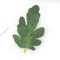 GreenCraft Artificial Watermelon Leaves Set DIY Greenery For Crafts Decor 1