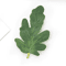 GreenCraft Artificial Watermelon Leaves Set DIY Greenery For Crafts Decor 2