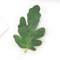 GreenCraft Artificial Watermelon Leaves Set DIY Greenery For Crafts Decor 2