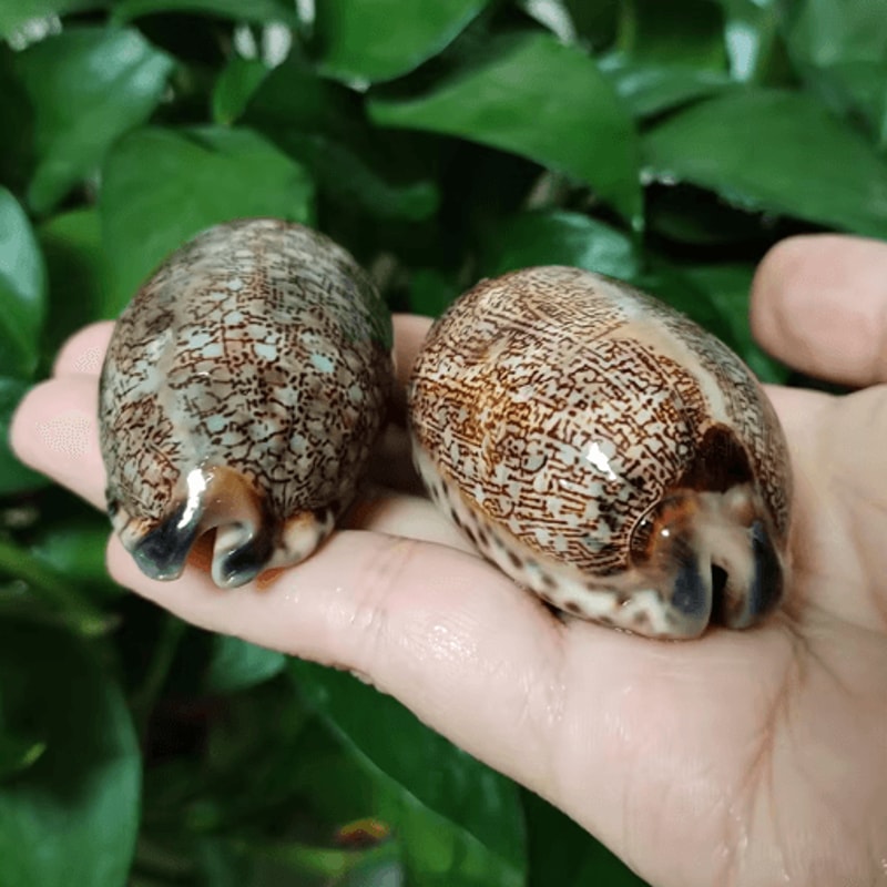 Natural Arabian Cowry Shell Set Decorative Seashells For Crafts Jewelry 2