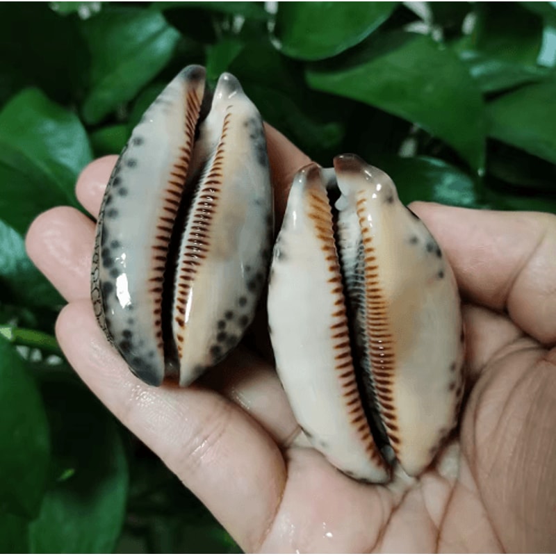 Natural Arabian Cowry Shell Set Decorative Seashells For Crafts Jewelry 3