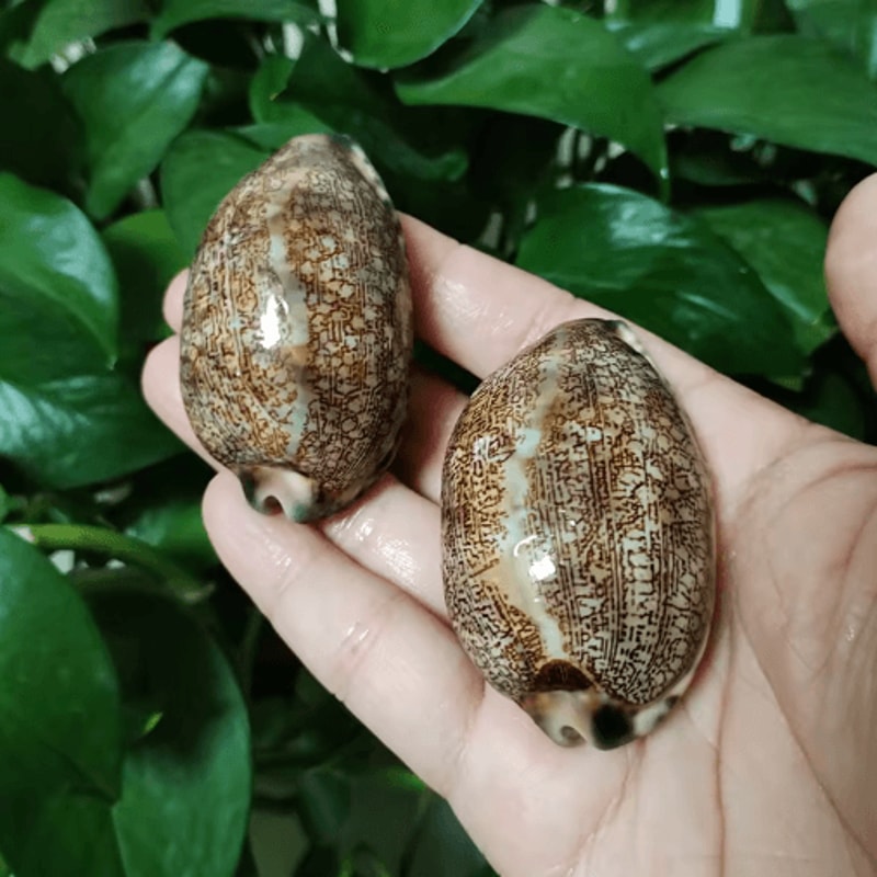 Natural Arabian Cowry Shell Set Decorative Seashells For Crafts Jewelry 4