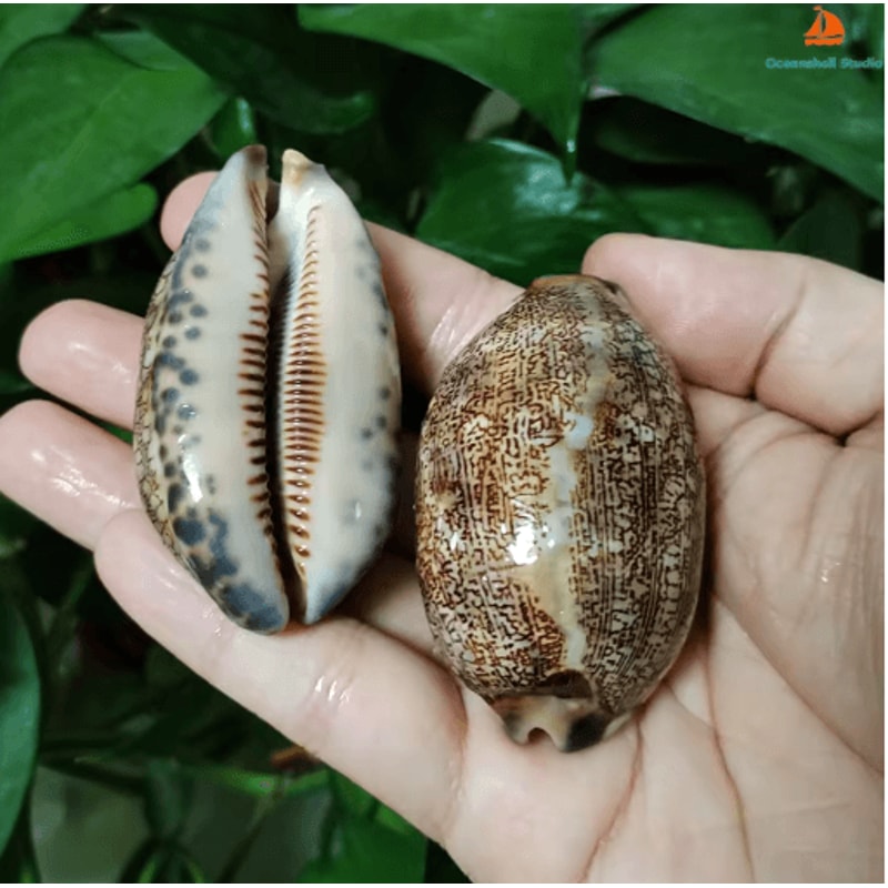 Natural Arabian Cowry Shell Set Decorative Seashells For Crafts Jewelry 5