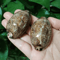 Natural Arabian Cowry Shell Set Decorative Seashells For Crafts Jewelry 0