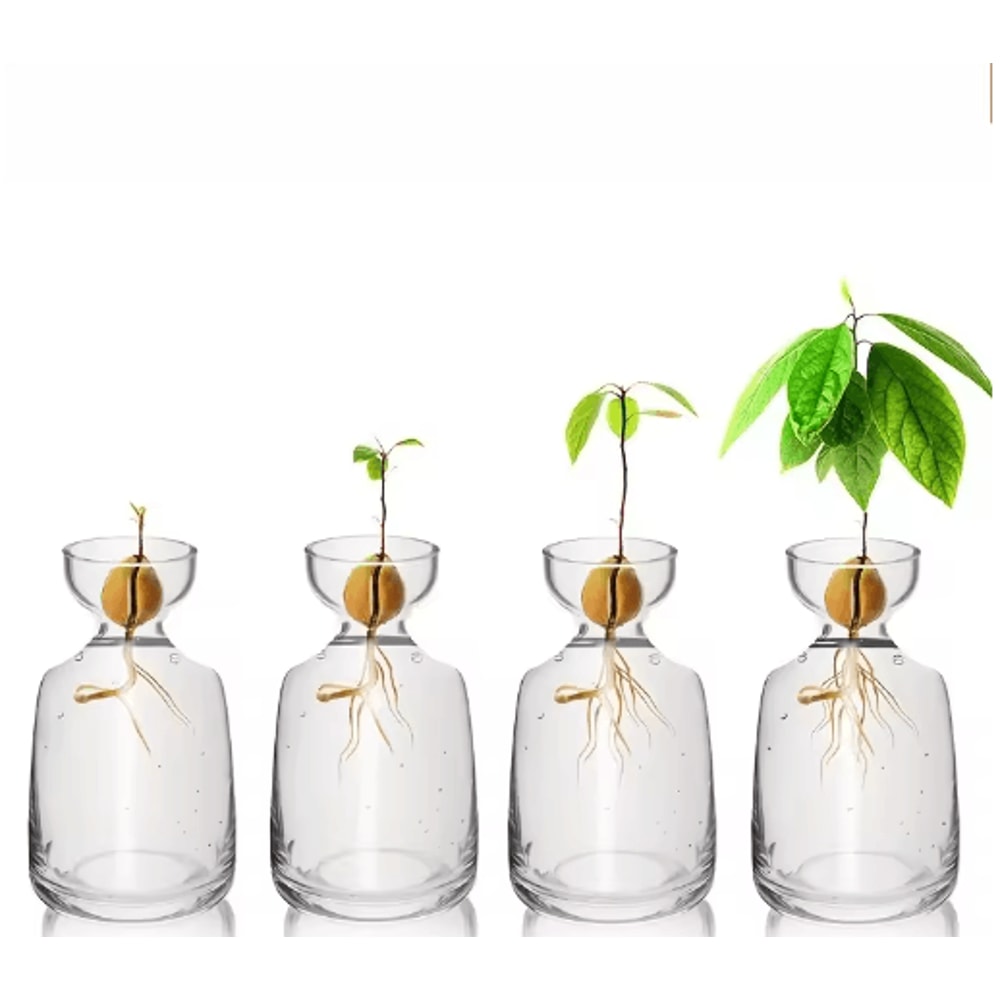 4Piece Avocado Seed Starter Vase Set Glass Propagation Kit For Home Gardening 2