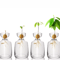 4Piece Avocado Seed Starter Vase Set Glass Propagation Kit For Home Gardening 2