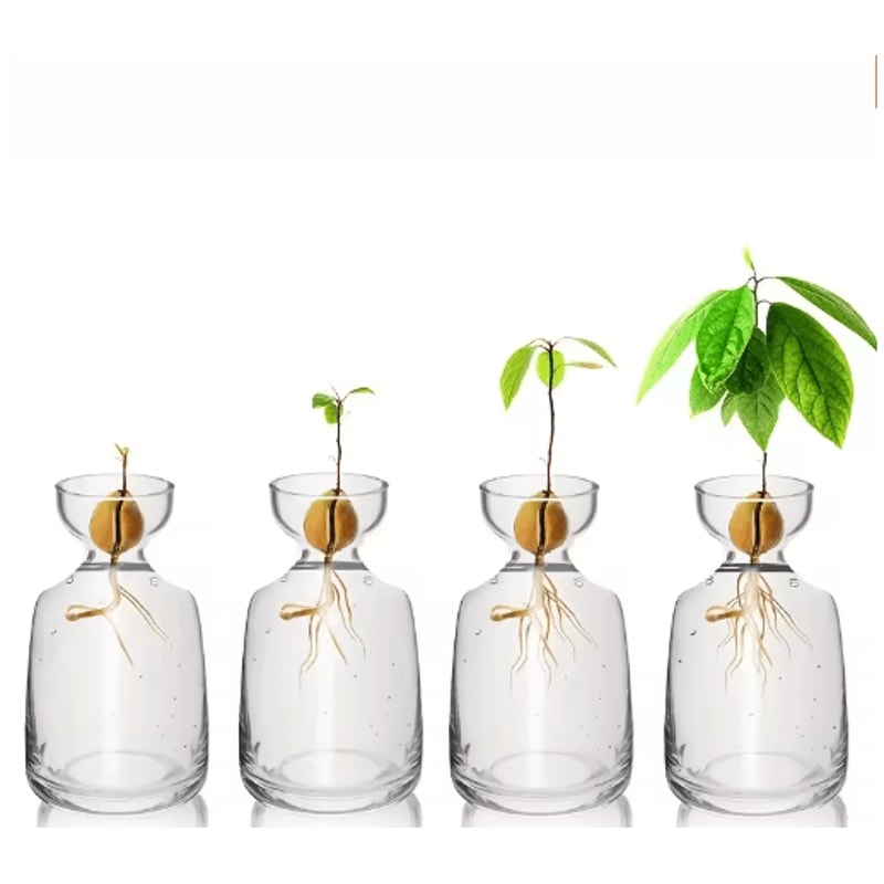 4Piece Avocado Seed Starter Vase Set Glass Propagation Kit For Home Gardening 2