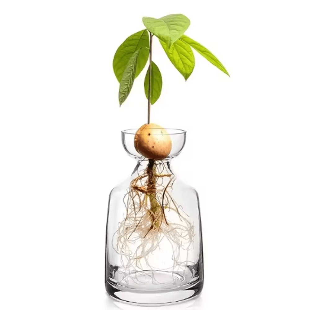 4Piece Avocado Seed Starter Vase Set Glass Propagation Kit For Home Gardening 3
