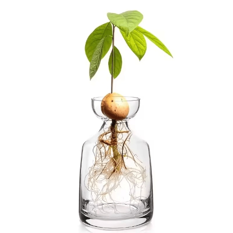 4Piece Avocado Seed Starter Vase Set Glass Propagation Kit For Home Gardening 3