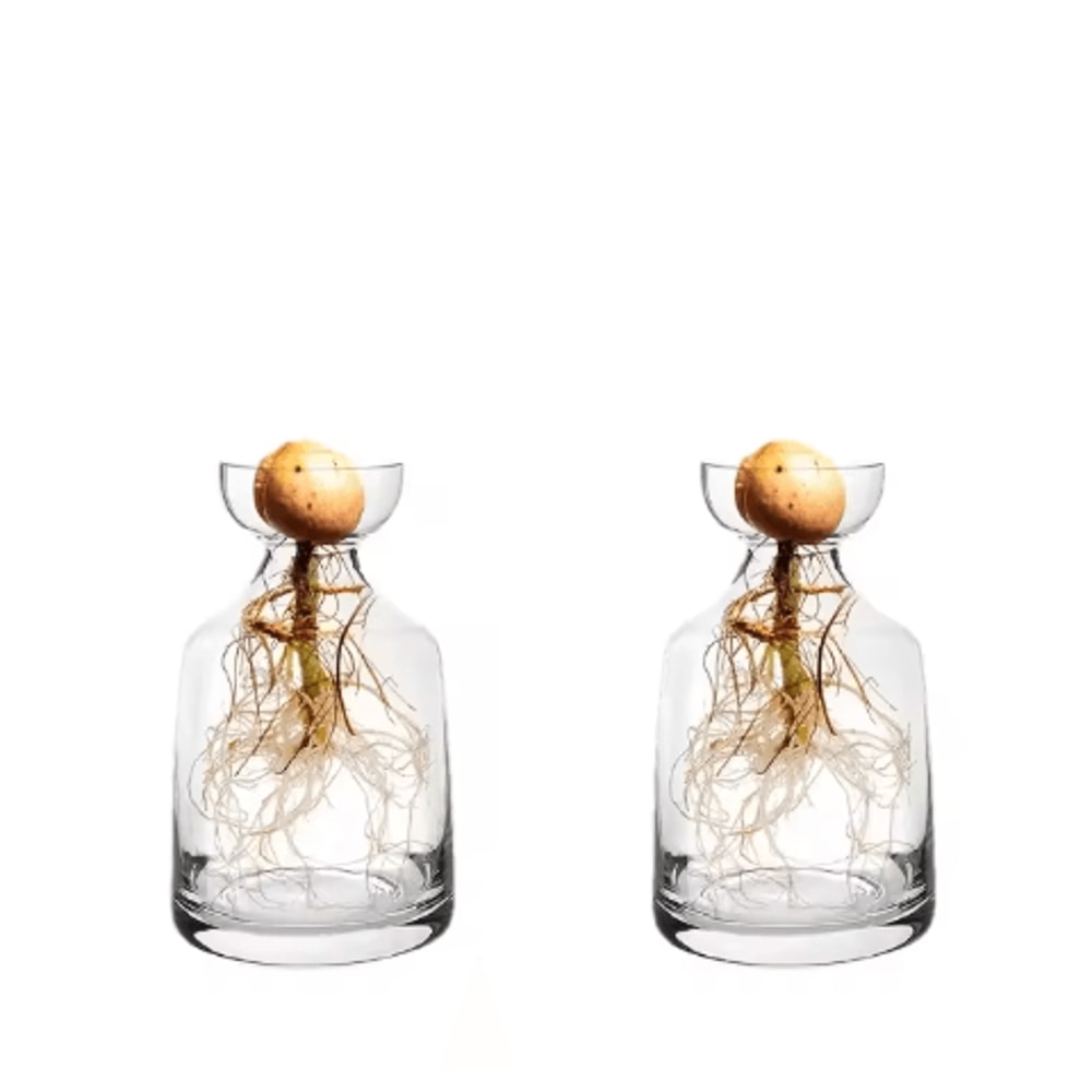 4Piece Avocado Seed Starter Vase Set Glass Propagation Kit For Home Gardening 4