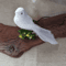 Artificial Dove Pigeon Model Realistic Bird Decor For Wedding Photography 1