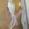 Artificial Dove Pigeon Model Realistic Bird Decor For Wedding Photography 5