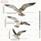 Retro Seagull Wall Decor Set Wooden Coastal Wall Art For BeachInspired Spaces 5