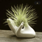 White Ceramic Air Plant Holder Chic Tillandsia Display For Modern Spaces 0