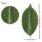 Artificial Magnolia Leaves Set Realistic PU Leaves For Floral Arrangements DIY Decor 1