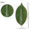 Artificial Magnolia Leaves Set Realistic PU Leaves For Floral Arrangements DIY Decor 1