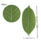 Artificial Magnolia Leaves Set Realistic PU Leaves For Floral Arrangements DIY Decor 2