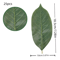 Artificial Magnolia Leaves Set Realistic PU Leaves For Floral Arrangements DIY Decor 4