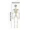 LifeSize Halloween Skeleton Decoration Spooky Haunted House Prop For Parties 1