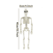 LifeSize Halloween Skeleton Decoration Spooky Haunted House Prop For Parties 6