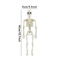 LifeSize Halloween Skeleton Decoration Spooky Haunted House Prop For Parties 6