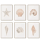 Watercolor Coastal Wall Art Set Sea Shell Starfish Prints For Modern Home Decor 4