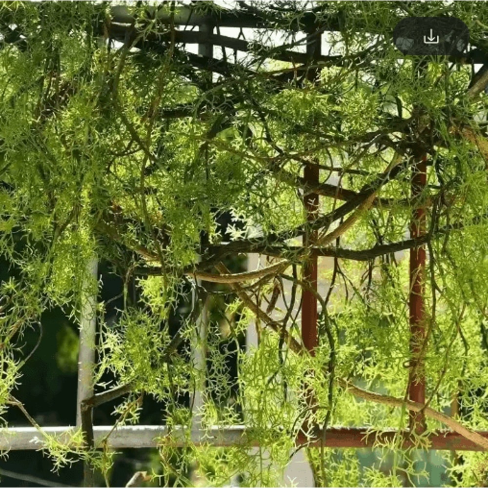 13M Artificial Hanging Vine Plant Lush Green Wall Decor For Home Lobby Styling 3