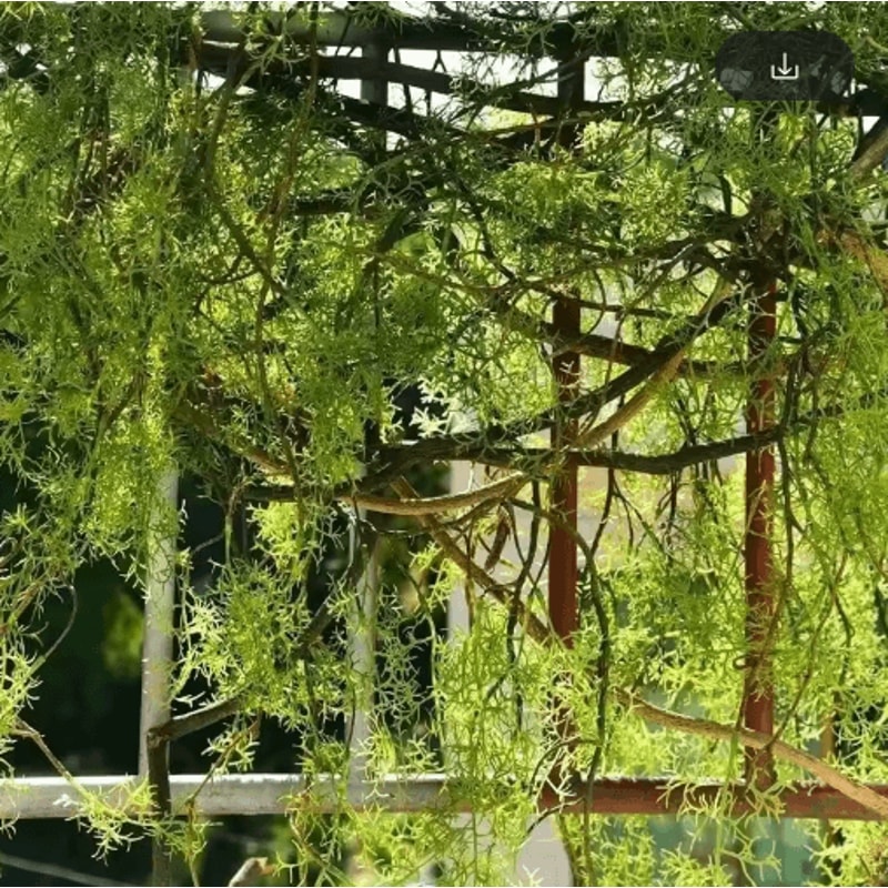 13M Artificial Hanging Vine Plant Lush Green Wall Decor For Home Lobby Styling 3