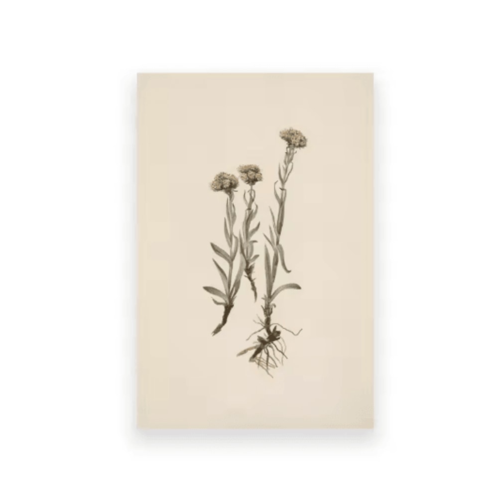 Vintage Owl Wall Art Moody Cottagecore Dark Academia Nature Canvas Print 1