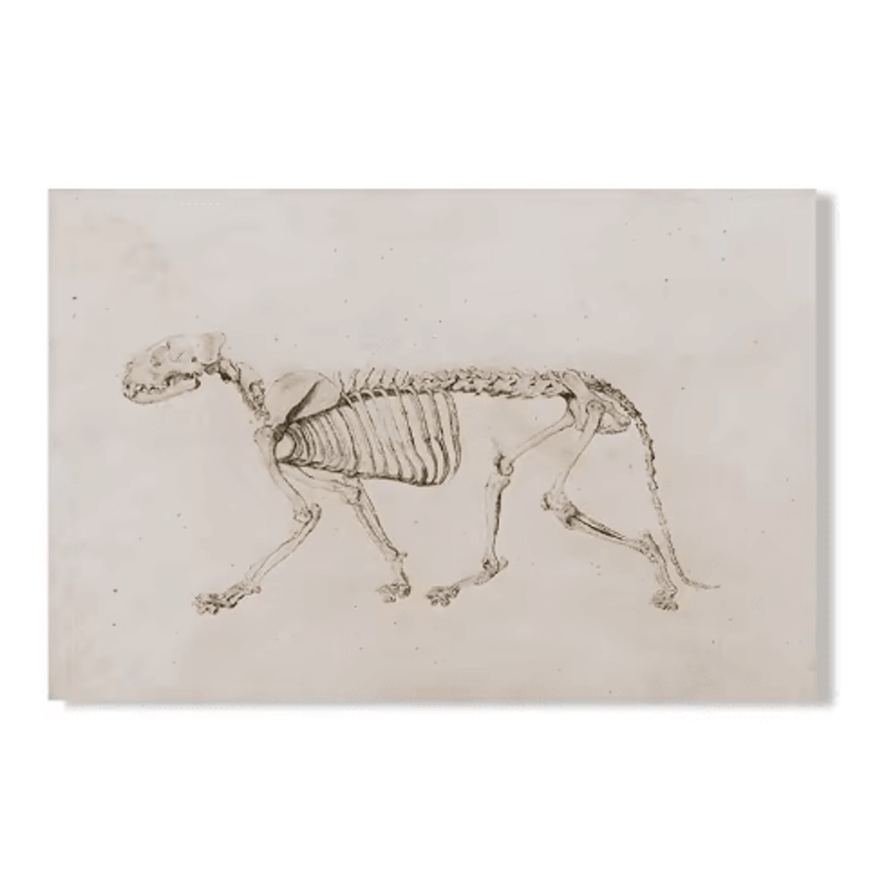 Vintage Owl Wall Art Moody Cottagecore Dark Academia Nature Canvas Print 14