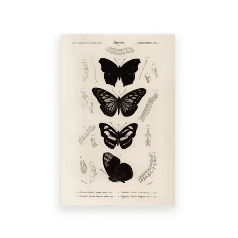 Vintage Owl Wall Art Moody Cottagecore Dark Academia Nature Canvas Print 5