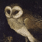 Vintage Owl Wall Art Moody Cottagecore Dark Academia Nature Canvas Print 23